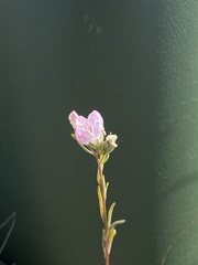 Hesperolinon congestum