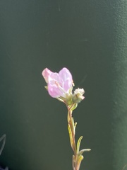 Hesperolinon congestum