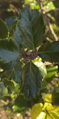 Osmanthus heterophyllus