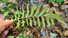 Phanerophlebia