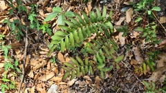 Phanerophlebia