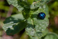 Chrysolina coerulans