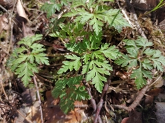 Geranium robertianum