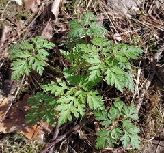 Geranium robertianum