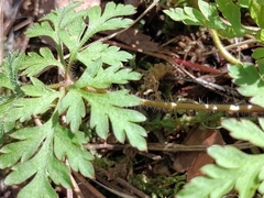 Geranium robertianum