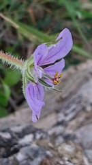 Erodium gruinum