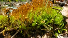 Hydrogonium