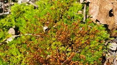 Hydrogonium