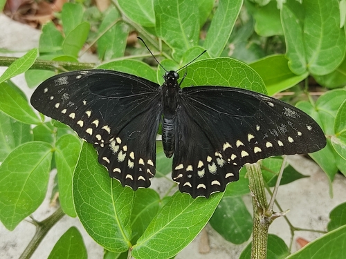 Papilio victorinus E.Doubleday, 1844