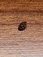 Dermestidae