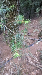 Pseudotsuga wilsoniana