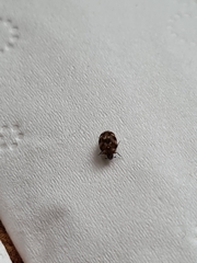 Dermestidae