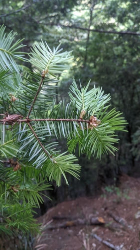Pseudotsuga sinensis, photograph 3