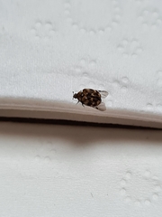 Dermestidae