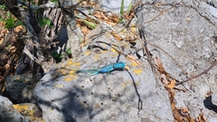 Sceloporus minor cyaneus