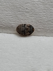 Dermestidae