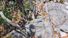 Sceloporus minor cyaneus