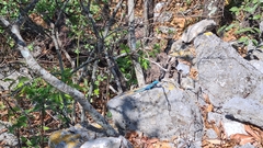 Sceloporus minor cyaneus