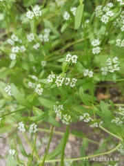 Valerianella locusta