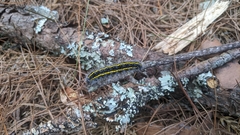 Taicallimorpha albipuncta