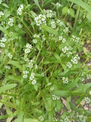 Valerianella locusta