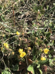 Potentilla heptaphylla