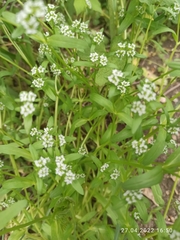 Valerianella locusta