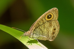 Ypthima horsfieldii humei