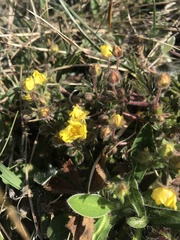 Potentilla heptaphylla