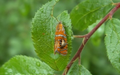 Olethreutes arcuella