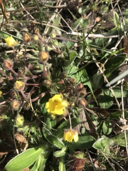 Potentilla heptaphylla