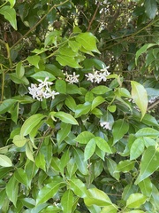 Cinnamomum camphora