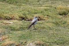 Muscisaxicola rufivertex