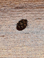 Dermestidae