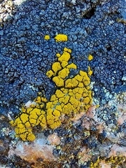 Candelariella coralliza