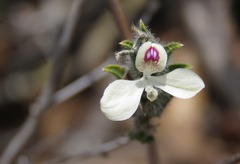 Carlowrightia