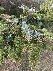 Picea omorika