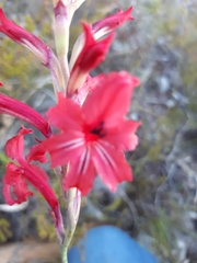 Tritoniopsis pulchra