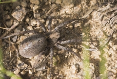 Alopecosa inquilina