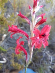 Tritoniopsis pulchra