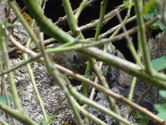 Funambulus sublineatus