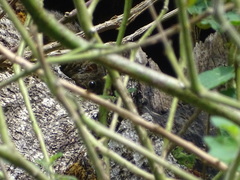 Funambulus sublineatus