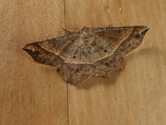 Euchlaena tigrinaria