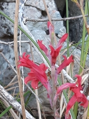 Tritoniopsis pulchra