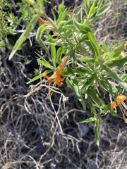 Anisacanthus thurberi