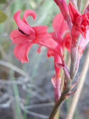 Tritoniopsis pulchra