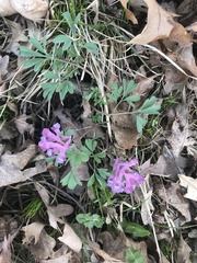 Corydalis solida