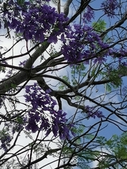 Jacaranda mimosifolia