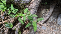 Rubus pungens oldhamii