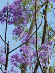 Jacaranda mimosifolia